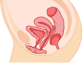 정상적인 자궁의 모습